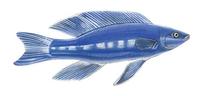Image of: Odax pullus (butterfish)