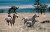 Hipparion