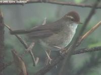 Chestnut-crowned Bush Warbler - Cettia major