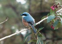 Mountain Shrike - Lanius validirostris