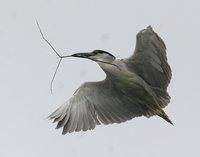 Black-crowned Night-Heron - Nycticorax nycticorax