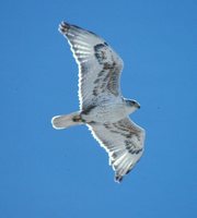 Ferruginous Hawk - Buteo regalis