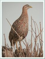 Double-spurred Francolin - Francolinus bicalcaratus