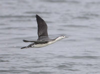 Red-throated Loon (Gavia stellata) photo