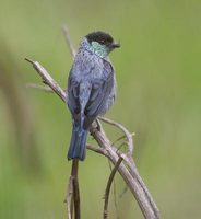 Black-capped Tanager (Tangara heinei) photo