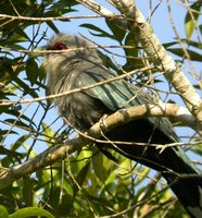 Green-billed Malkoha - Phaenicophaeus tristis