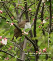 Black-billed Cuckoo - Coccyzus erythropthalmus