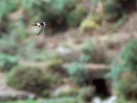 Andean Swift - Aeronautes andecolus