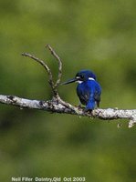 Little Kingfisher - Alcedo pusilla