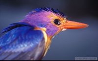 African Pygmy-Kingfisher - Ispidina picta