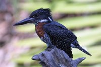 Giant Kingfisher - Megaceryle maximus