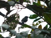 Streak-backed Antshrike - Thamnophilus insignis