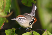 Rufous-winged Antwren - Herpsilochmus rufimarginatus