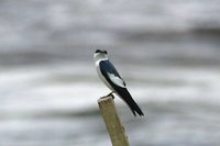 White-winged Swallow - Tachycineta albiventer