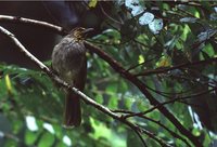 Stripe-throated Bulbul - Pycnonotus finlaysoni