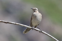 Chilean Mockingbird - Mimus thenca