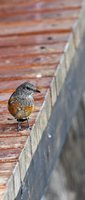 Little Rock-Thrush - Monticola rufocinereus