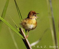 Golden-headed Cisticola - Cisticola exilis