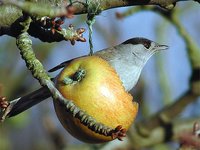 Blackcap - Sylvia atricapilla