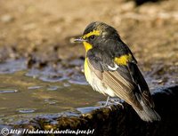 Narcissus Flycatcher - Ficedula narcissina