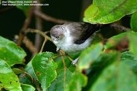 Blue-winged Minla - Minla cyanouroptera