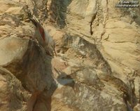 Wallcreeper - Tichodroma muraria