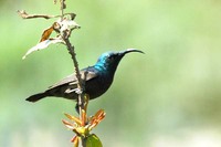 Long-billed Sunbird - Cinnyris lotenius