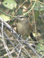 Brown-crowned Tchagra - Tchagra australis