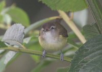 Brown-capped Vireo - Vireo leucophrys