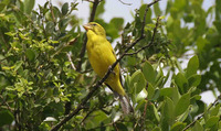 Brimstone Canary - Serinus sulphuratus