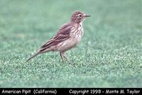 American Pipit  (California)