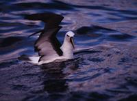 Indian Yellow-nosed Albatross