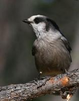 Gray Jay  Also know as Camp Robbers and many others.