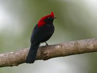 Helmeted Manakin