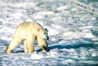 Polar Bear (Ursus maritimus) photo