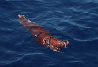 Large squid collected for trophic ecology studies (c) A.B. Douglas