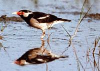 Pied Myna