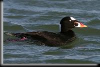 Surf Scoter, Barnegat Light, NJ