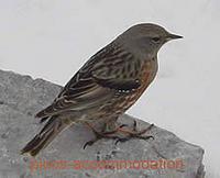 Alpine accentor (Prunella collaris)