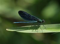 Demoiselle, Beautiful