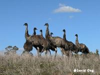 Emu