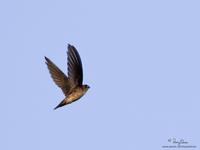 Edible-nest Swiftlet Collocalia fuciphaga germani