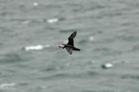 Fratercula arctica