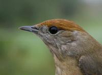 Blackcap (Sylvia atricapilla), 1K