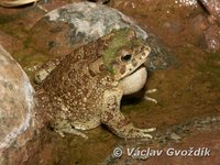 : Bufo mauritanicus