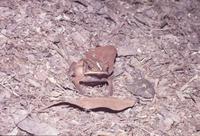 : Bufo margaritifer