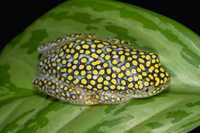 : Heterixalus alboguttatus; White Spotted Reed Frog