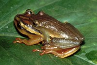 : Hyperolius puncticulatus; Spotted Reed Frog