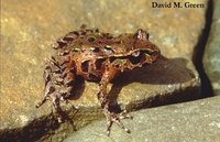 : Leiopelma archeyi; Archey's Frog