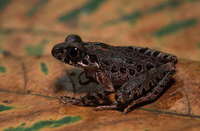: Leptolalax hamidi